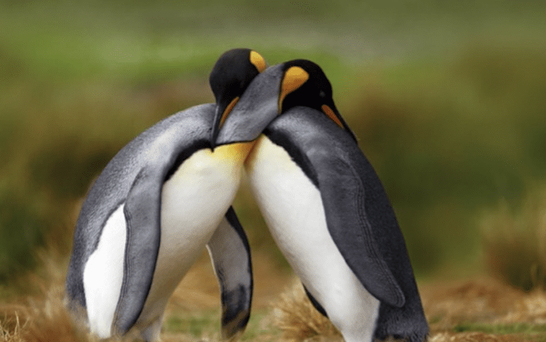 Virtue of the Week – Kindness